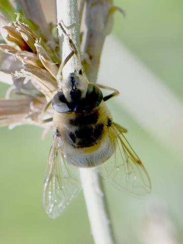 Eristalis tenax